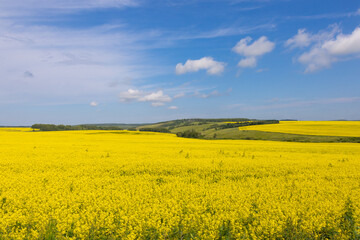 White mustard or Rapeseed or Canola on field under blue sky with distant green forest. Summer landscape with golden flowering agriculture fields