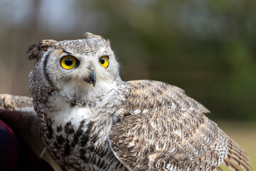 Close-up of the great horned owl