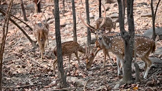 Beautiful cheetal or chital deer or spotted deer (axis deer)  is seeking for food in their group.