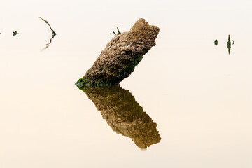 Reflection of an old tree trunk in the water
