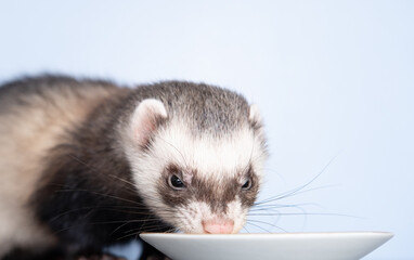A domestic ferret eats a quail egg. With porcelain dishes. Animal color - standard.