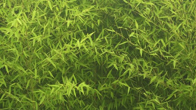 thickets of bamboo, background of greenery