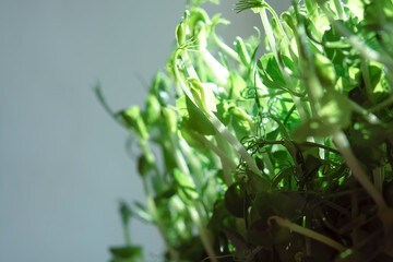 Microgreens sprouts isolated on white background. Vegan micro sunflower greens shoots. Growing sprouted sunflower seeds, microgreens closeup, minimal design, banner