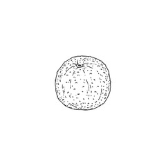 Vector isolated drawing of juicy fruit orange in sketch style.