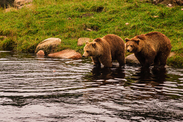 brown bears in water