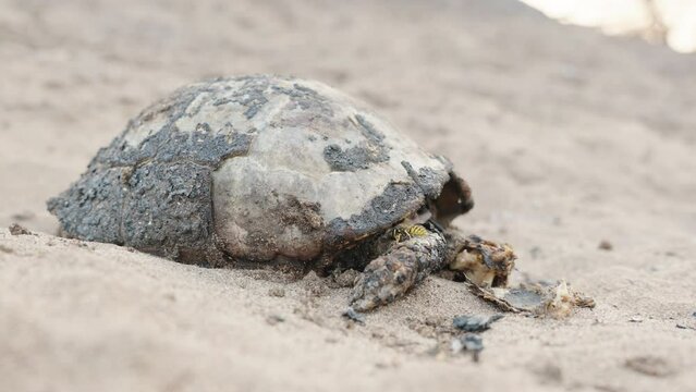 A burnt turtle after a fire, a forest in the desert, wasps and beetles eat it, close-up.
