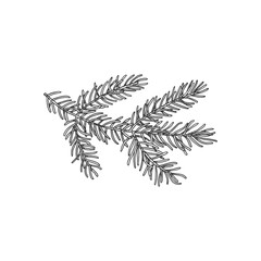 Vector isolated illustration of pine tree branch in sketch style.