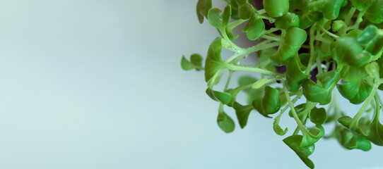 Fototapeta na wymiar Microgreens sprouts isolated on white background. Vegan micro sunflower greens shoots. Growing sprouted sunflower seeds, microgreens closeup, minimal design, banner