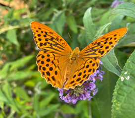 Argynnis paphia on flower in Croatia, Europe.