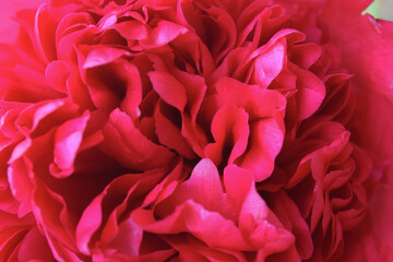 Close-up of double peony in springtime, full blossom, with red petals