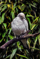 Pied imperial pigeons on the branch. Latin name - Ducula bicolor