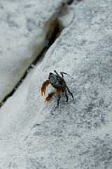crab on a rock