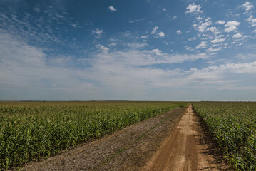 Fototapeta na wymiar road in the corn field and blue sky