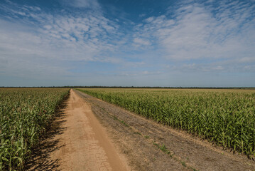 Fototapeta na wymiar road in the corn field