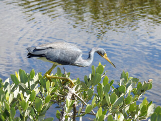 Little Blue Heron Stalking Prey