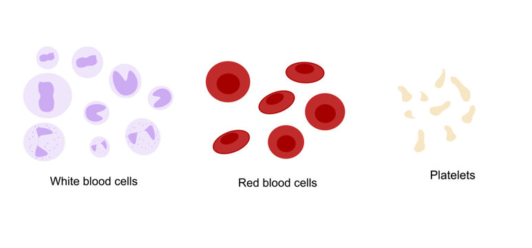 The classification types of blood cell in the vessel: platelets, white and Red blood cells
