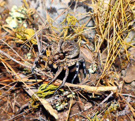 Large earthen wolf spider in its hole awaits prey. Close up. Lycosidae, Hogna. Entelegynae. Horror. Arachnidae, animals of the mountains of Spain