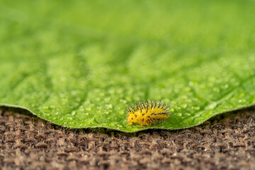 Mini chili peppers on green leaves