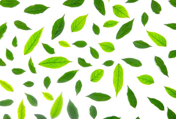 green leaves background