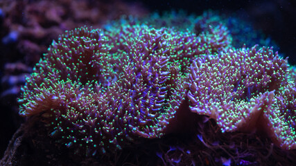 Sea anemone animal macro video 4k nature ocean life blue color  macro close up