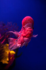 Close up portrait of red fish on blue background sea pets aquarium