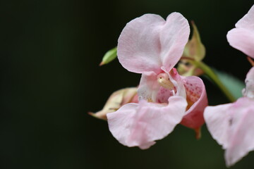 Springkraut im Detail