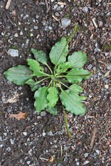 Breitwegerich auf einem Waldweg