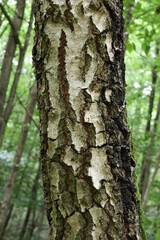 Nahaufnahme von einer Birke im Wald, Ausschnitt vom Baumstamm