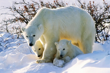Polar bears,mothe with cubs