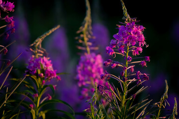 Obraz premium Pink flowers of ivan-tea boil in the sunset rays of the sun close-up. Chamaenerion angustifolium