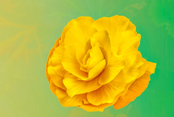 Close up of yellow begonia against gradient background