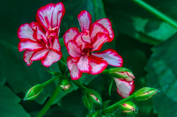 Geranium flowers