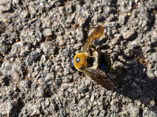 Bumble bee on concrete