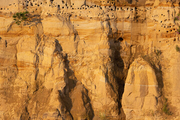 Nests of swifts in a steep sandy slope. Bird holes under the cliff