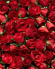 Bunch of red roses flowers head