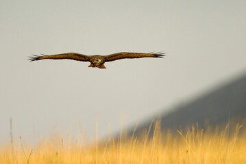 Common buzzard (Buteo buteo) flying in the sky