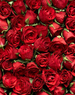 Bunch of red roses flowers head