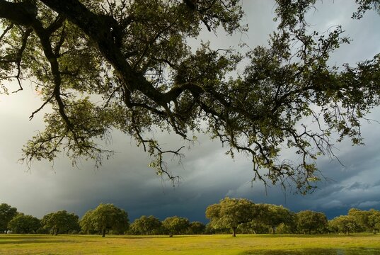 Landscape view of the storm approaches in the dehesa in Extremadura, Spain