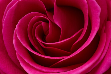 Fototapeta na wymiar Red rose flower head close up macro background