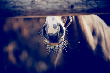 The nose of horse in halter in the paddock. Horse muzzle close up