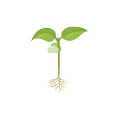 Fototapeta na wymiar Bean sprout with roots and first leaves, flat vector illustration isolated.