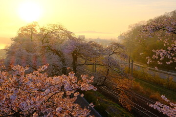 朝日と桜と線路