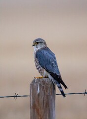 Closeup shot of a merlin