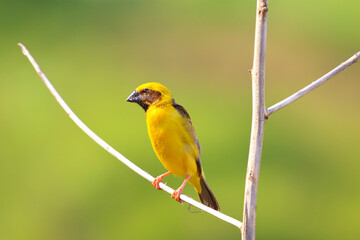 Beautiful Asian golden weaver perched on a branch.