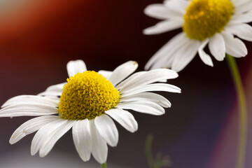 Naklejka premium Chamomile on a sunny day, close up. Macro photography.
