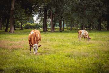 Naklejka na ściany i meble cow is eating grass in the meadow