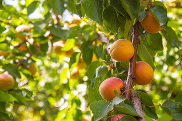 Apricots hanging on tree branches. Agriculture and harvesting concept.