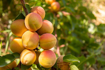 Apricots hanging on tree branches. Agriculture and harvesting concept.