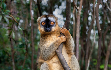 Common brown lemur (Eulemur fulvus) at Lemur Park, Madagascar