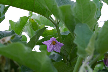 eggplant growing in garden. Organic vegetable farm